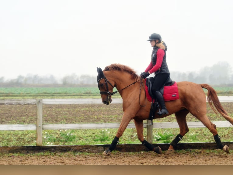 Hispano arabe Jument 6 Ans 165 cm Alezan in Radziejów