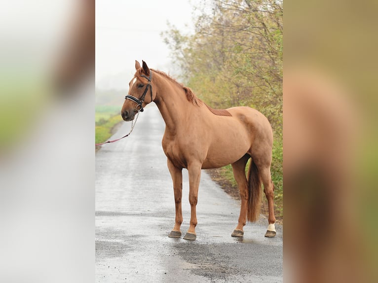 Hispano arabe Jument 6 Ans 165 cm Alezan in Radziejów