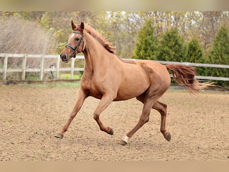 Hispano arabe Jument 6 Ans 165 cm Alezan in Radziejów