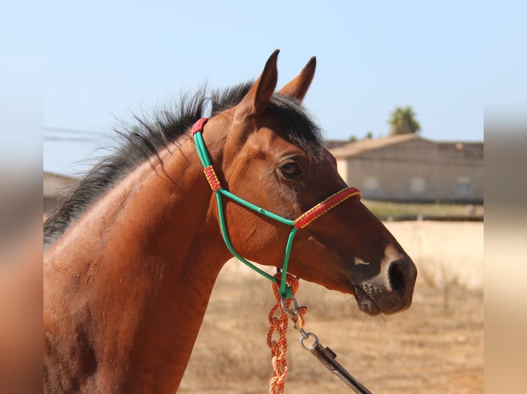 Hispano arabe Jument 7 Ans 153 cm Bai in Chiclana de la Frontera