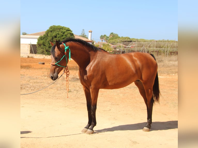 Hispano arabe Jument 7 Ans 153 cm Bai in Chiclana de la Frontera