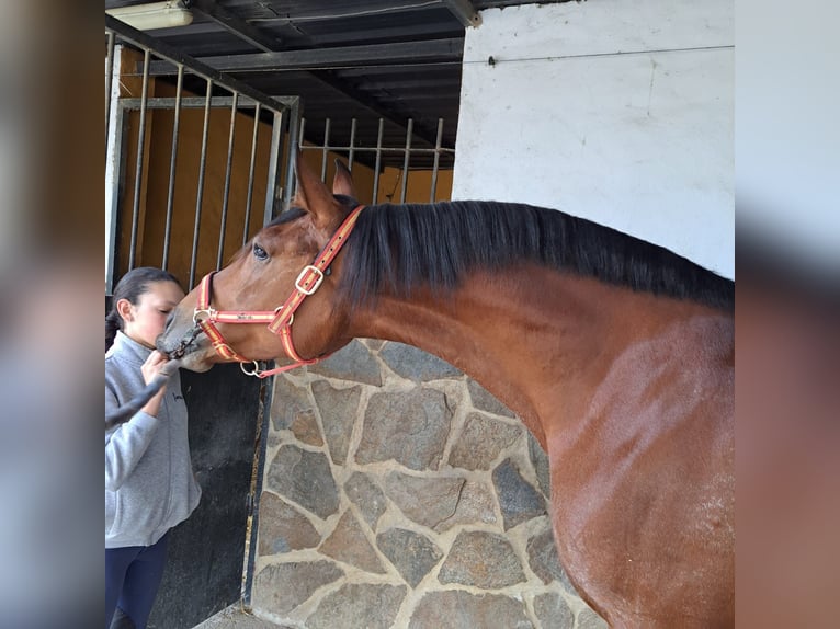 Hispano arabe Jument 7 Ans 160 cm Bai in Chiclana de la Frontera