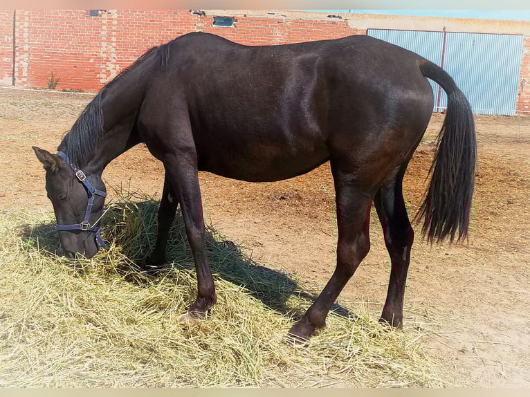 Hispano arabe Jument 7 Ans 163 cm Noir in Medina Del Campo