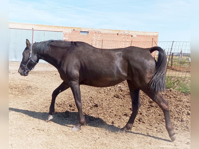 Hispano arabe Jument 7 Ans 163 cm Noir in Medina Del Campo