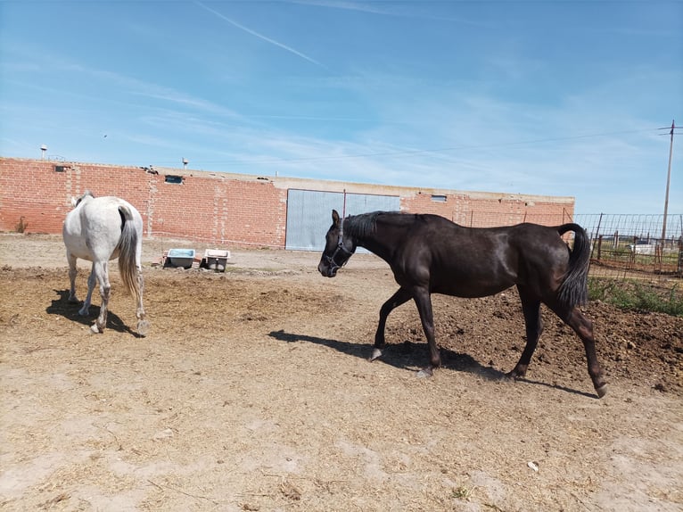 Hispano arabe Jument 7 Ans 163 cm Noir in Medina Del Campo