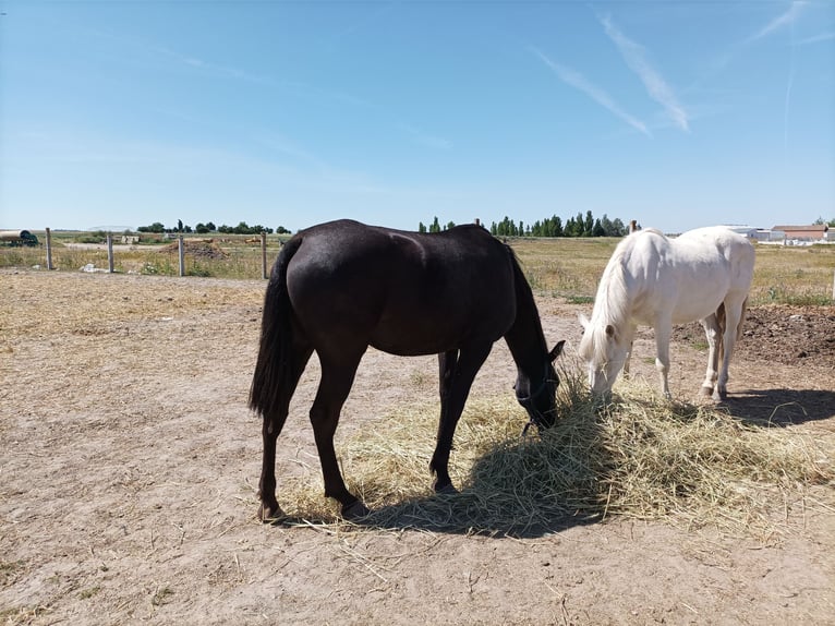 Hispano arabe Jument 7 Ans 163 cm Noir in Medina Del Campo