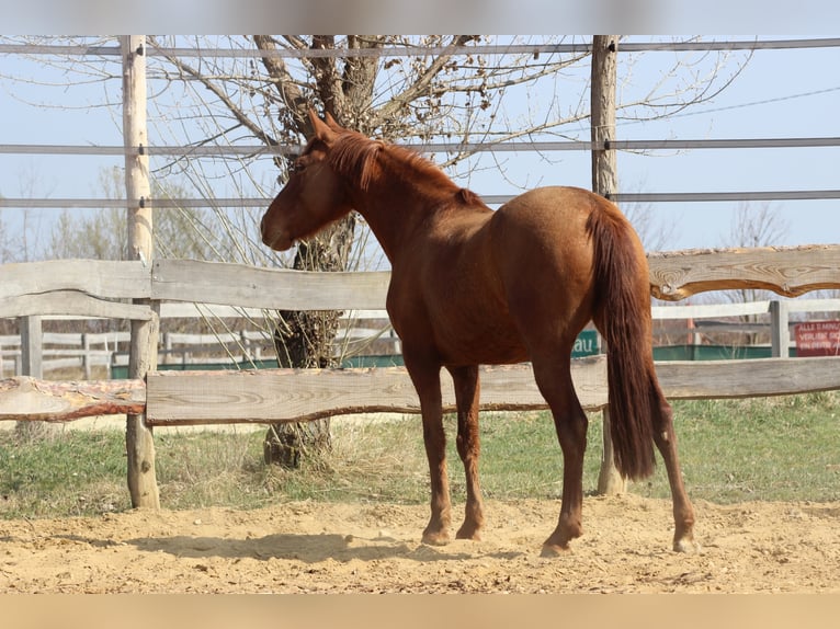 Hispano arabe Jument 8 Ans 155 cm Alezan in Lutzmannsburg