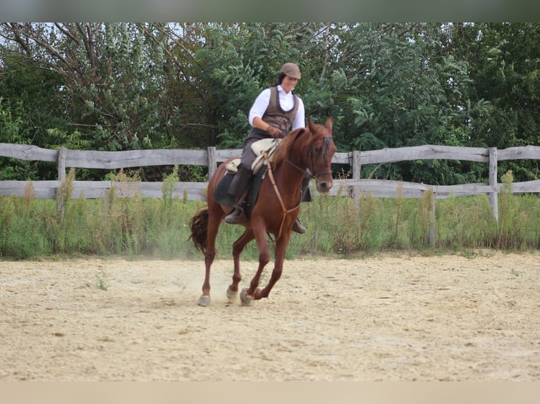 Hispano arabe Jument 8 Ans 155 cm Alezan in Lutzmannsburg