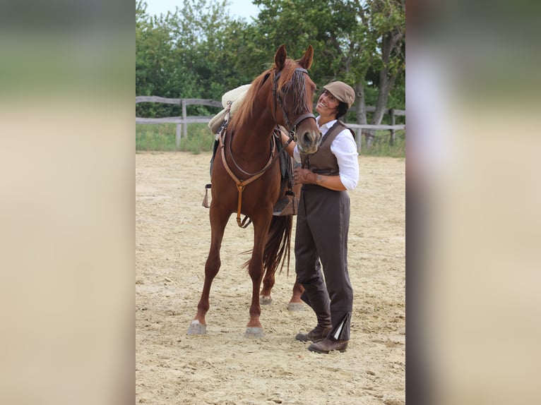 Hispano arabe Jument 8 Ans 155 cm Alezan in Lutzmannsburg