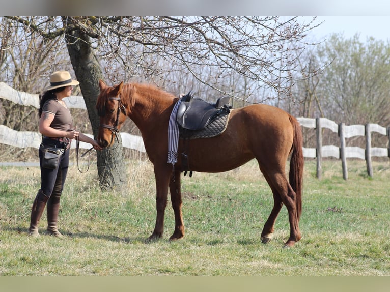 Hispano arabe Jument 8 Ans 155 cm Alezan in Lutzmannsburg