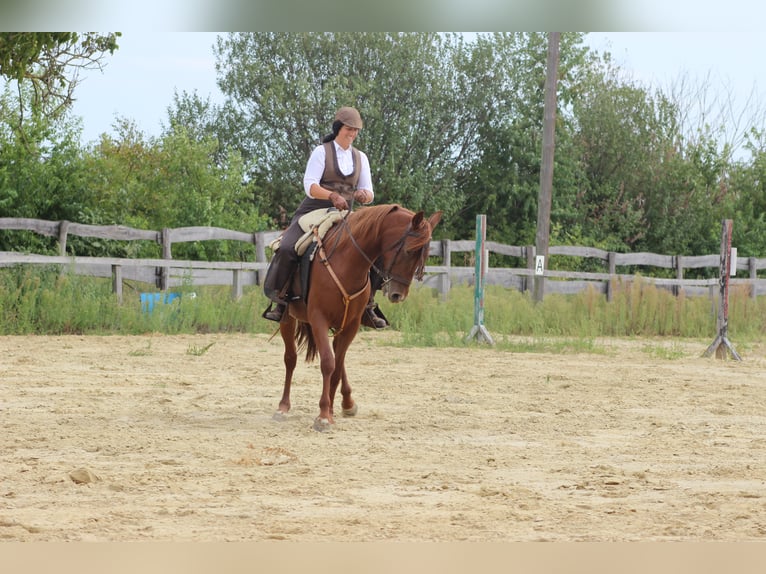 Hispano arabe Jument 8 Ans 155 cm Alezan in Lutzmannsburg