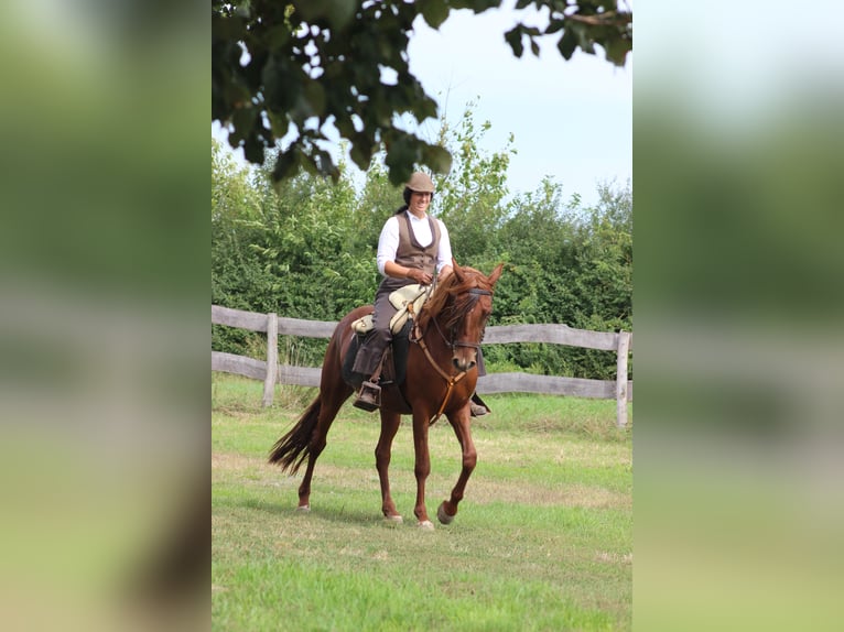 Hispano arabe Jument 8 Ans 155 cm Alezan in Lutzmannsburg