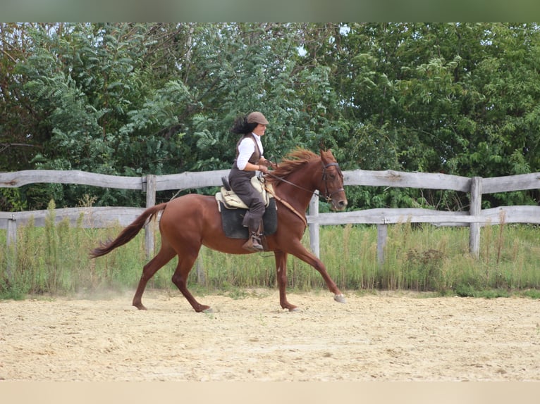 Hispano arabe Jument 8 Ans 155 cm Alezan in Lutzmannsburg