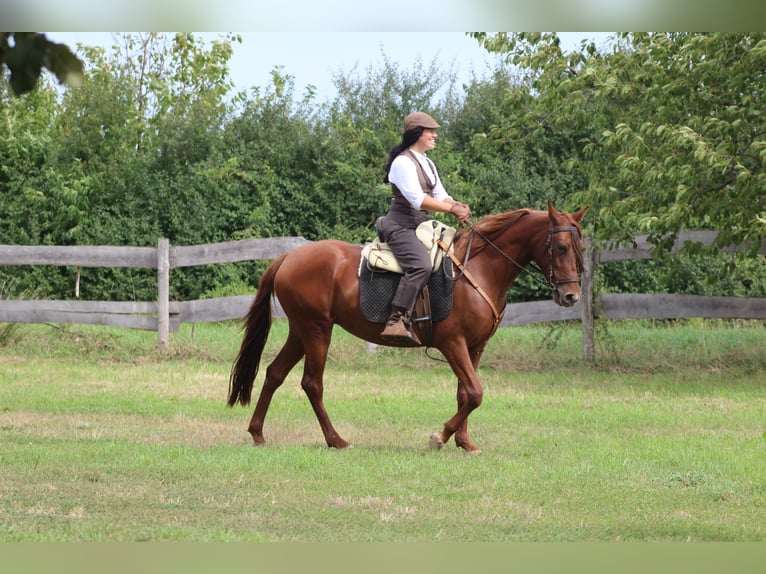 Hispano arabe Jument 8 Ans 155 cm Alezan in Lutzmannsburg