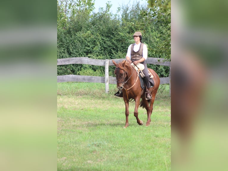 Hispano arabe Jument 8 Ans 155 cm Alezan in Lutzmannsburg