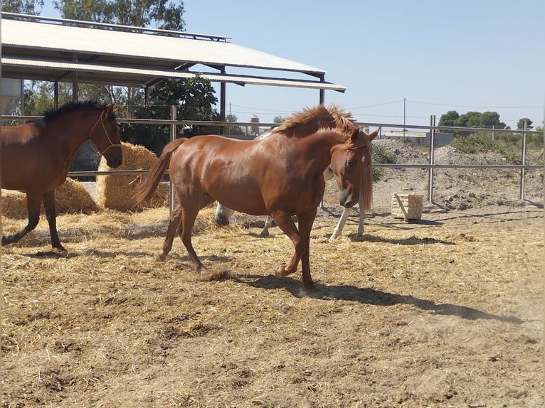 Hispano arabe Jument 8 Ans 159 cm Alezan in Sutullena