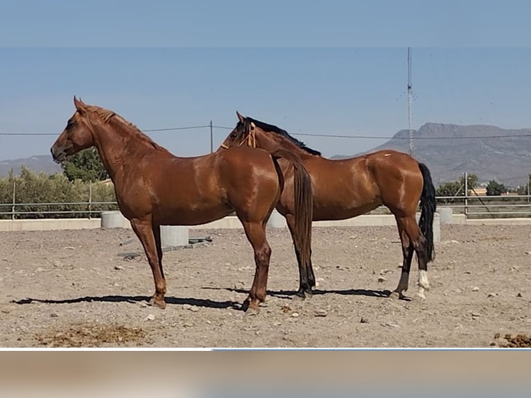 Hispano arabe Jument 8 Ans 159 cm Alezan in Sutullena