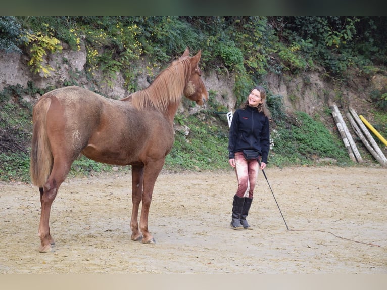 Hispano arabe Jument 8 Ans 159 cm Alezan in Hürth