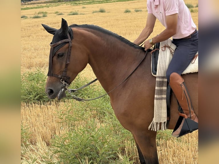 Hispano arabe Jument 8 Ans 160 cm Bai in Mejorada Del Campo