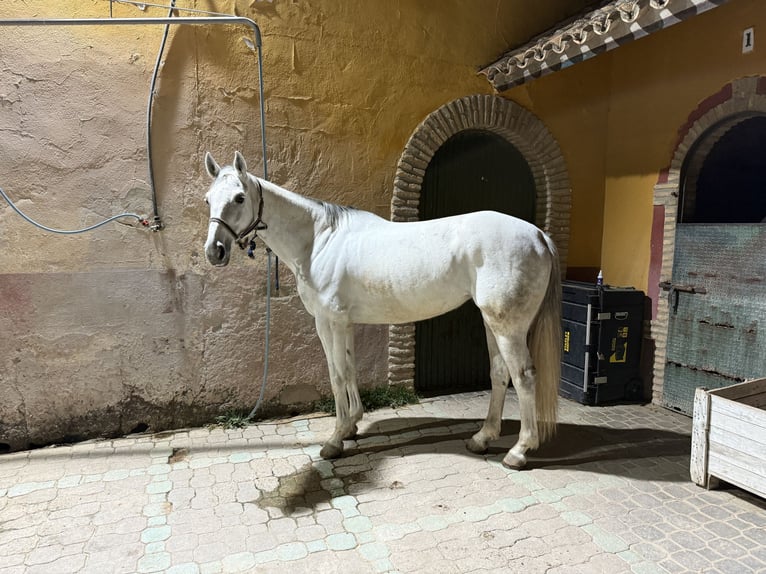 Hispano arabe Jument 8 Ans 161 cm Gris in Chiclana de la Frontera