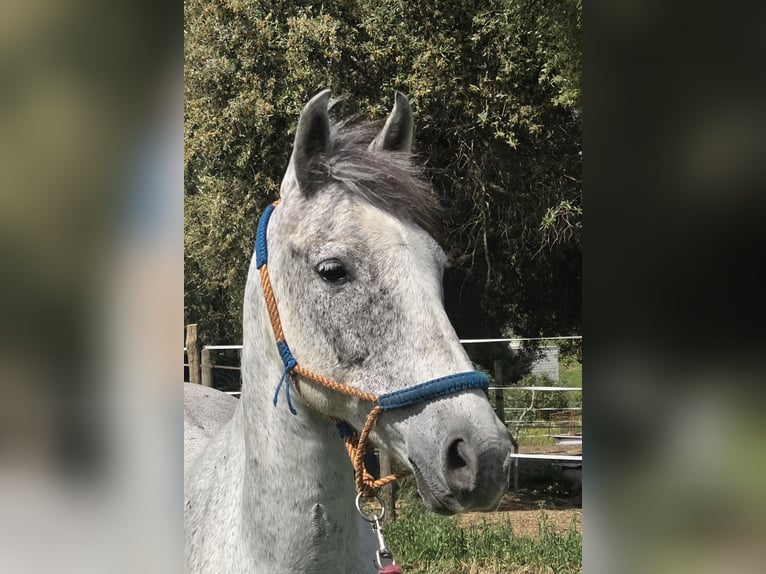 Hispano arabe Jument 9 Ans 151 cm Gris in Vejer de la Frontera