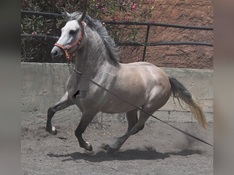 Hispano arabe Jument 9 Ans 153 cm Gris in Mallorca