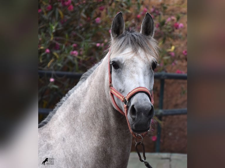 Hispano arabe Jument 9 Ans 153 cm Gris in Mallorca