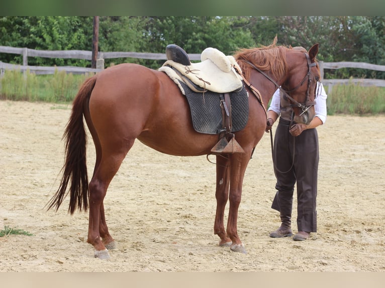 Hispano arabe Jument 9 Ans 155 cm Alezan in Lutzmannsburg