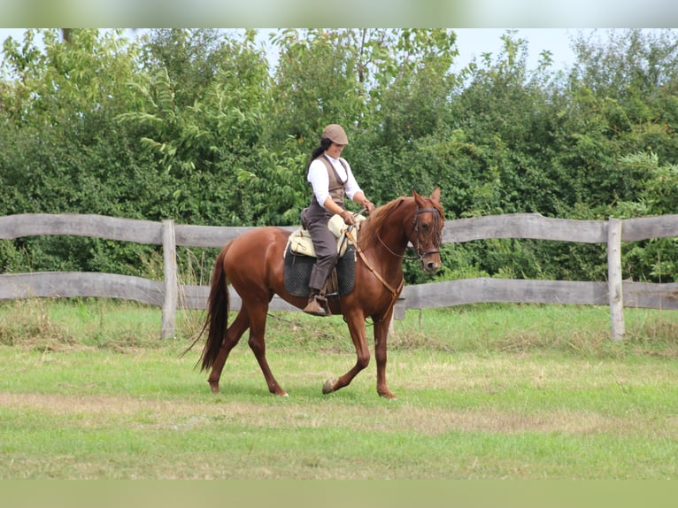 Hispano arabe Jument 9 Ans 155 cm Alezan in Lutzmannsburg