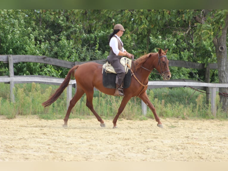 Hispano arabe Jument 9 Ans 155 cm Alezan in Lutzmannsburg