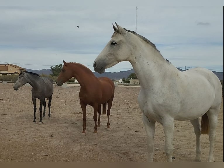 Hispano arabe Jument 9 Ans 159 cm Alezan in Sutullena