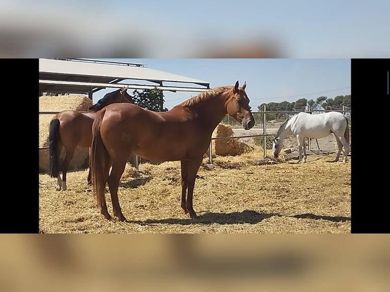 Hispano arabe Jument 9 Ans 159 cm Alezan in Sutullena