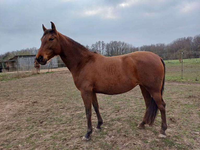 Hispano arabe Jument 9 Ans 160 cm Bai in Oberschwarzach