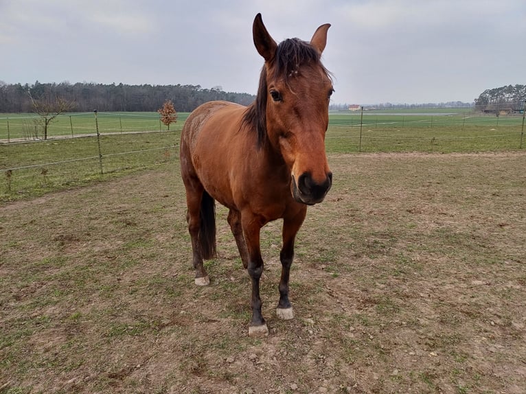 Hispano arabe Jument 9 Ans 160 cm Bai in Oberschwarzach