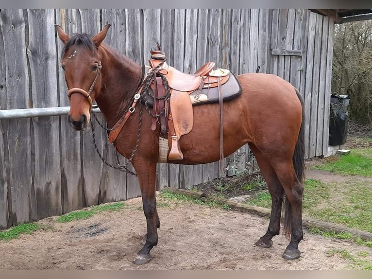 Hispano arabe Jument 9 Ans 160 cm Bai in Kolitzheim