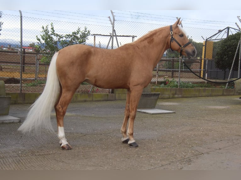 Hispano árabe Semental 13 años 160 cm Palomino in Hamburg