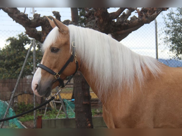 Hispano árabe Semental 13 años 160 cm Palomino in Hamburg