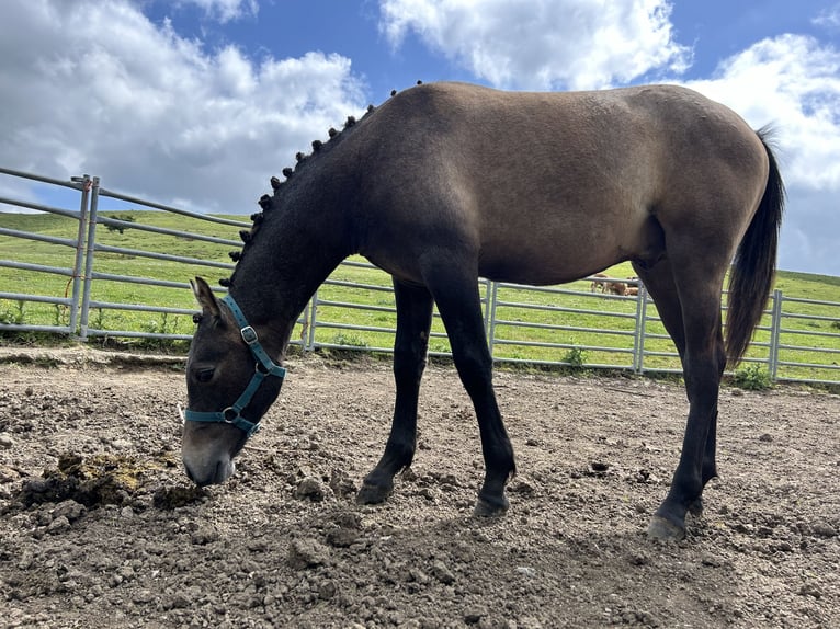 Hispano árabe Semental 1 año 140 cm Tordo in Reinosa