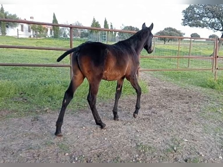 Hispano árabe Semental 1 año Castaño oscuro in Brozas