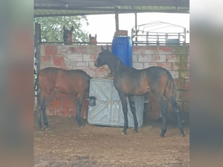 Hispano árabe Semental 1 año Castaño oscuro in Brozas