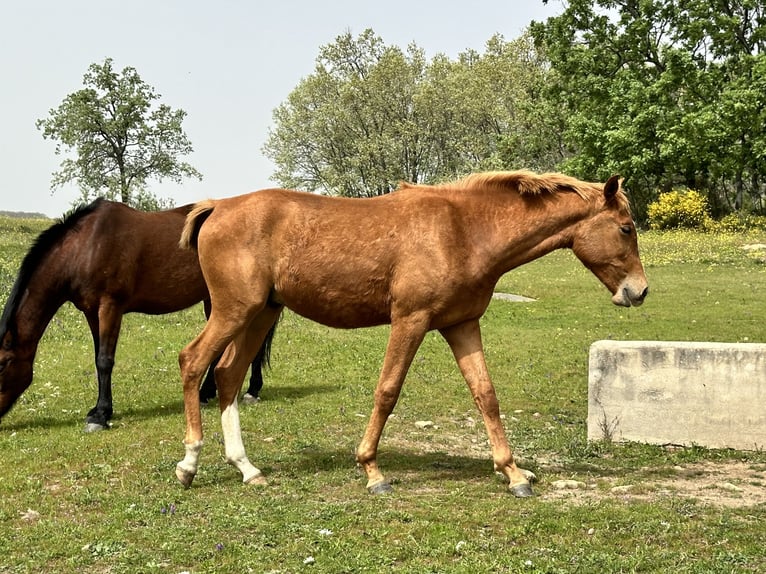 Hispano árabe Semental 2 años 158 cm Alazán in Pozuelo De Alarcon