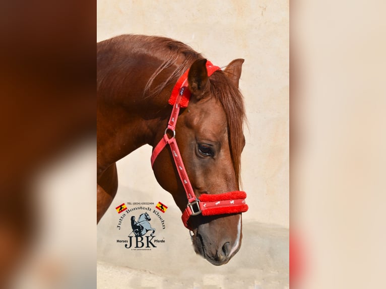 Hispano árabe Semental 2 años 158 cm Alazán in Tabernas Almería