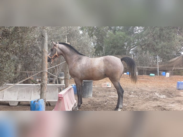 Hispano árabe Semental 3 años 155 cm Tordo picazo in Almeria