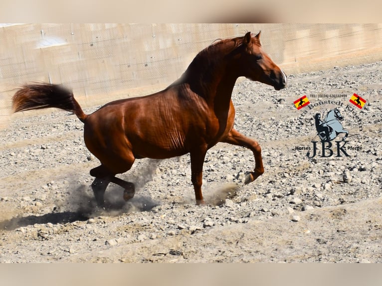 Hispano árabe Semental 3 años 158 cm Alazán in Tabernas Almeria
