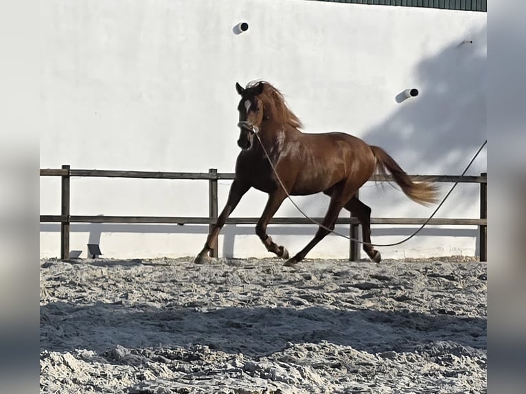 Hispano árabe Semental 3 años 163 cm Alazán in Chamusca