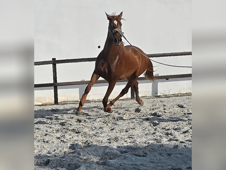 Hispano árabe Semental 3 años 163 cm Alazán in Chamusca
