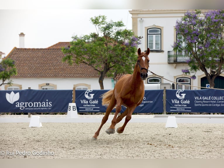Hispano árabe Semental 3 años 163 cm Alazán in Chamusca