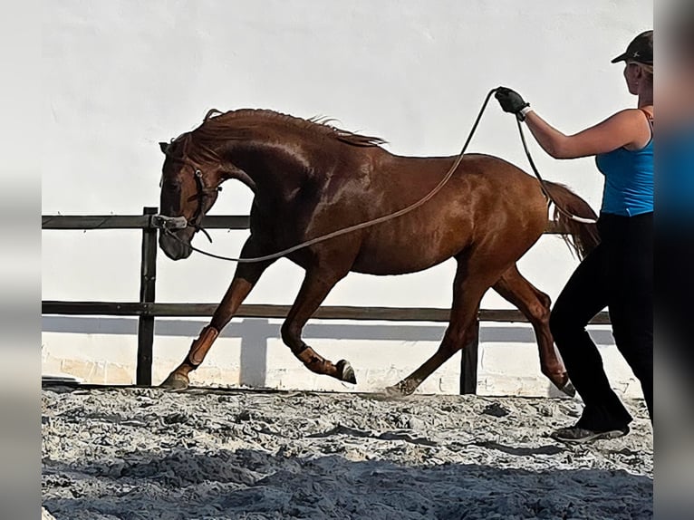 Hispano árabe Semental 3 años 163 cm Alazán in Chamusca