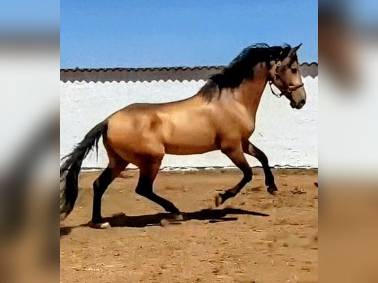 Hispano árabe Semental 4 años 156 cm Buckskin/Bayo in Sevilla
