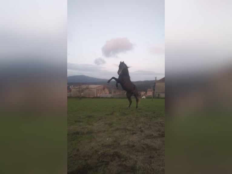 Hispano árabe Mestizo Semental 4 años 163 cm Tordo in Gorgullon, O (Carracedo)